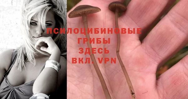 PSILOCYBIN Новокубанск